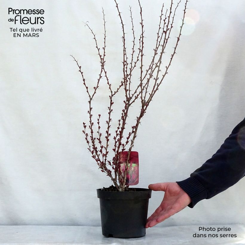 Berberis thunbergii Red Rocket - Crespino giapponese Vaso da 2L/3L esemplare consegnato in primavera