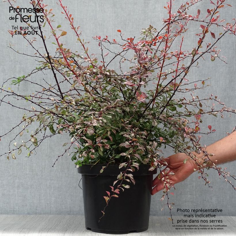 Esemplare di Berberis thunbergii Rosy Glow - Crespino giapponese Vaso da 7,5L/10L consegnato in estate