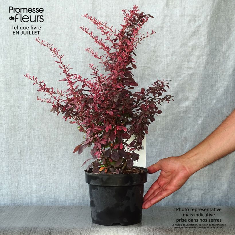Esemplare di Berberis thunbergii Rosy Glow - Crespino giapponese Vaso da 2L/3L consegnato in estate