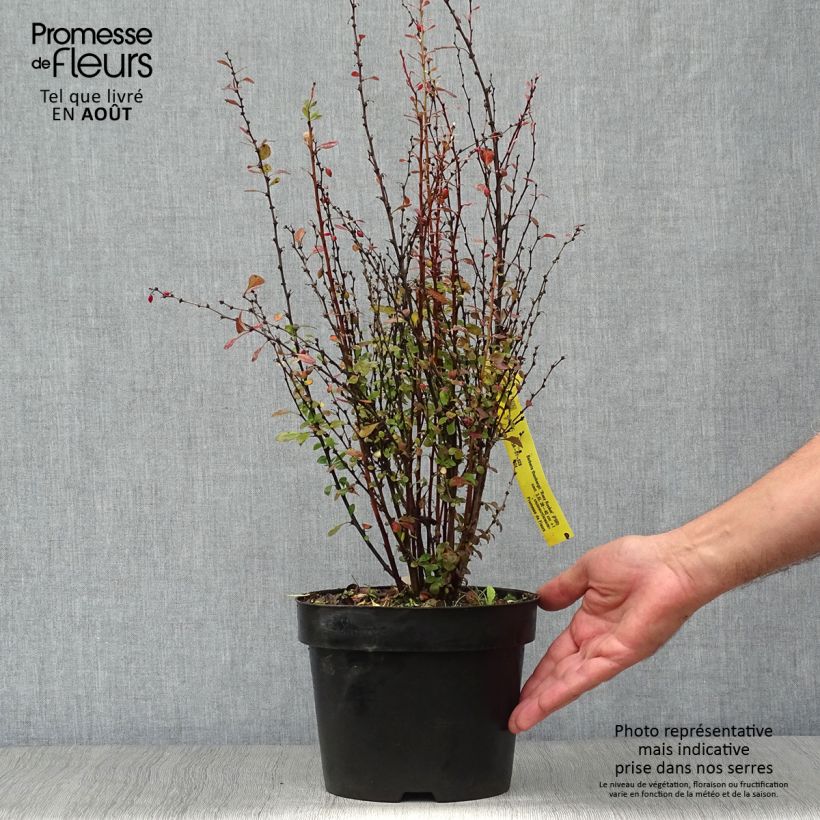 Esemplare di Berberis thunbergii Rosy Rocket - Crespino giapponese Vaso da 2L/3L consegnato in estate