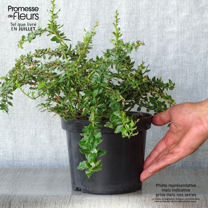 Esemplare di Berberis verruculosa - Crespino verrucoso Vaso da 2L/3L consegnato in estate