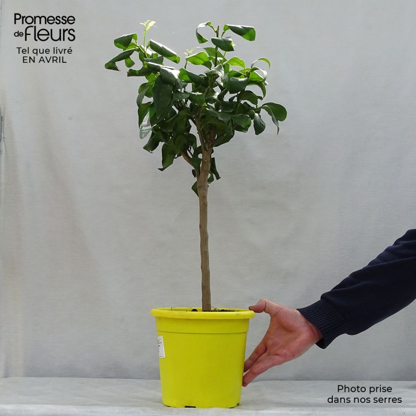 Citrus bergamia - Bergamotto Vaso da 4L/5L, Vaso impalcato bassoAltezza consegnata circa 50/60cm esemplare consegnato in primavera