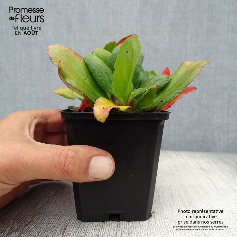 Esemplare di Bergenia Bressingham White Vasetto da 8/9 cm consegnato in estate