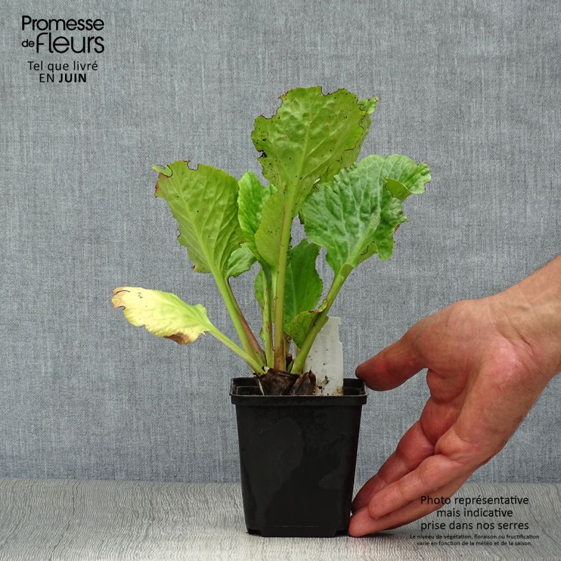 Esemplare di Bergenia Eden's Dark Magic Vasetto da 8/9 cm consegnato in estate