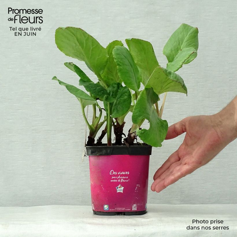 Esemplare di Bergenia Abendglut Vaso da 2L/3L consegnato in estate
