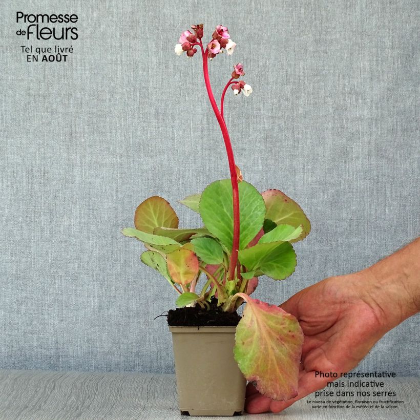 Esemplare di Bergenia Jelle Vasetto da 8/9 cm consegnato in estate