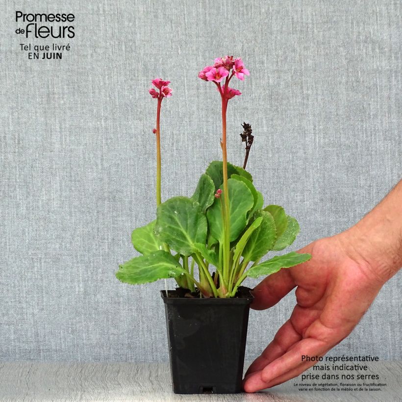 Esemplare di Bergenia cordifolia Morgenrote Vasetto da 8/9 cm consegnato in estate