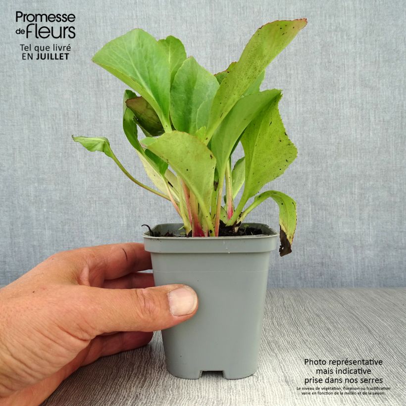 Esemplare di Bergenia Ouvertüre Vasetto da 8/9 cm consegnato in estate