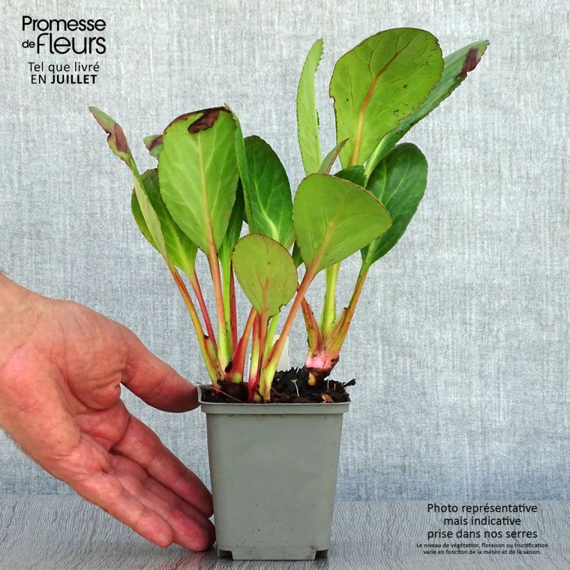 Esemplare di Bergenia Pink Dragonfly Vasetto da 8/9 cm consegnato in estate