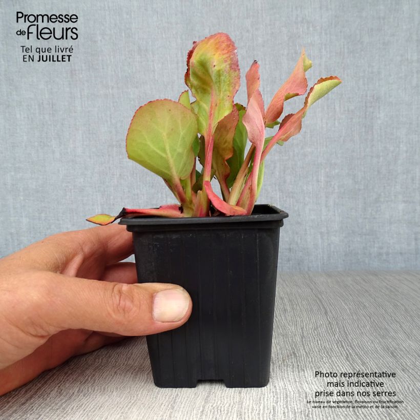 Esemplare di Bergenia cordifolia Rotblum Vasetto da 7/8 cm consegnato in estate