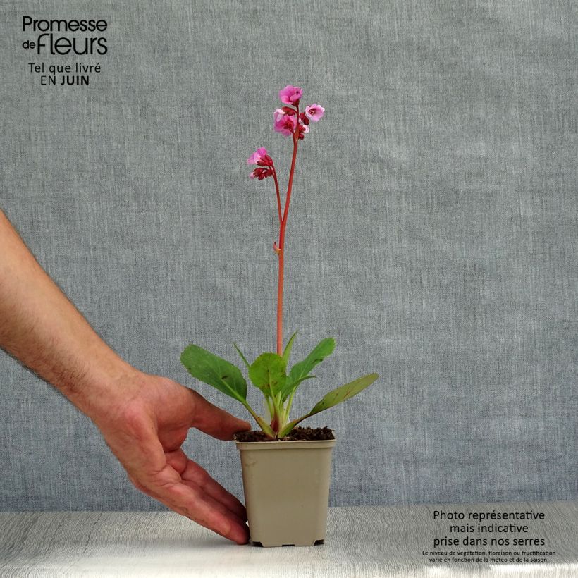 Esemplare di Bergenia Spring Fling Vasetto da 8/9 cm consegnato in estate