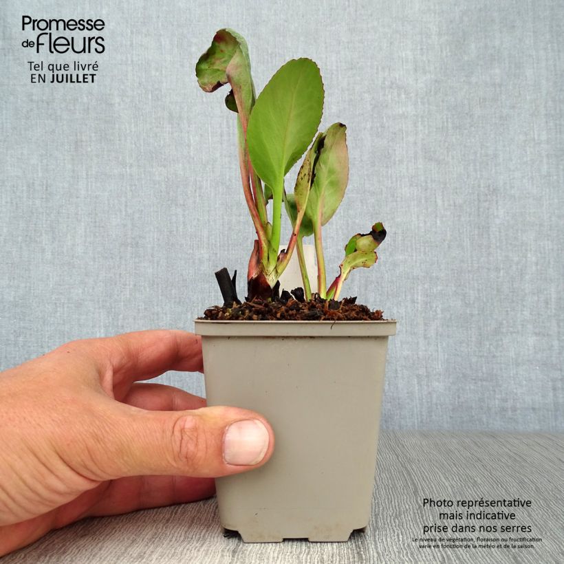 Esemplare di Bergenia Winterglut Vasetto da 8/9 cm consegnato in estate