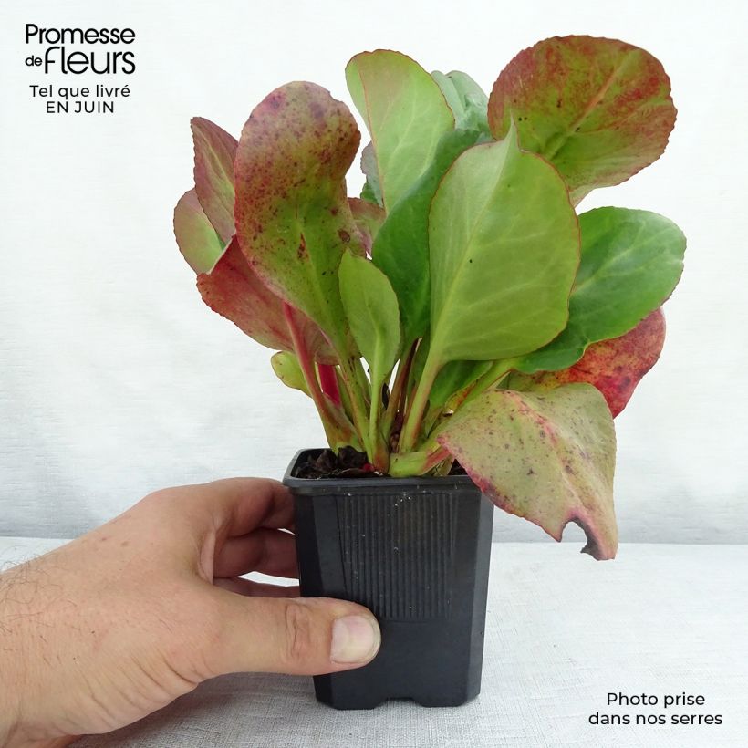 Esemplare di Bergenia cordifolia Eroïca Vasetto da 8/9 cm consegnato in estate