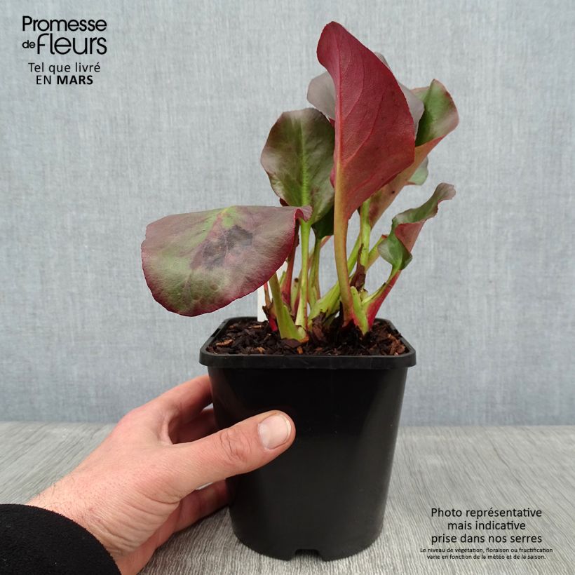 Bergenia cordifolia Eroïca Vaso da 1,5L/2L esemplare consegnato in inverno
