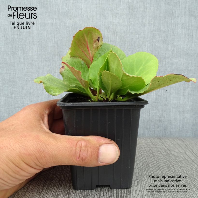 Esemplare di Bergenia cordifolia Vasetto da 7/8 cm consegnato in estate
