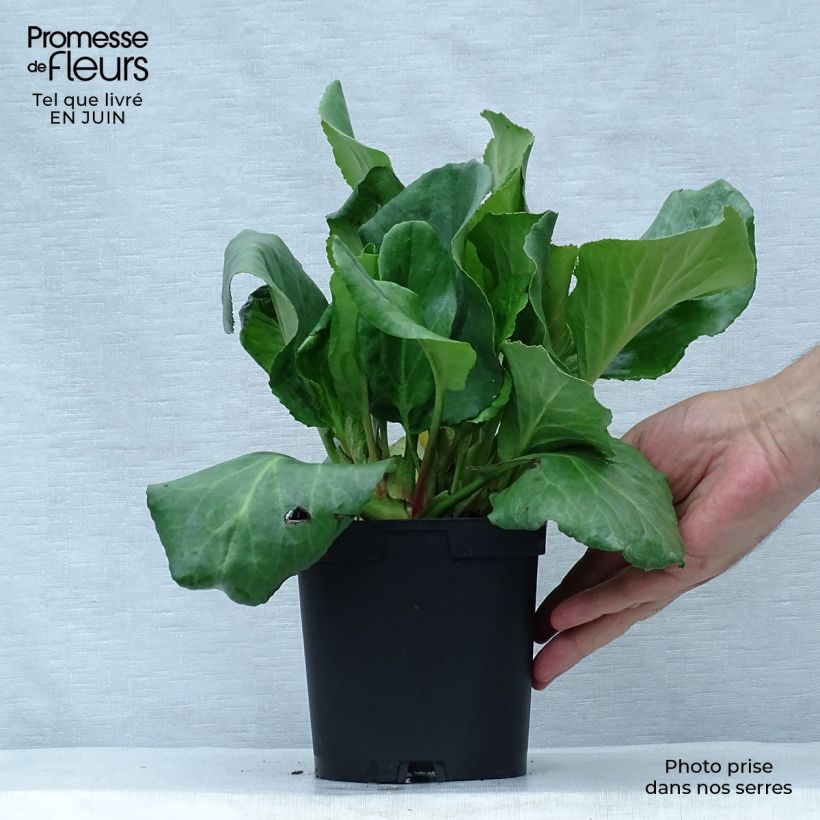 Esemplare di Bergenia cordifolia Vaso da 2L/3L consegnato in estate