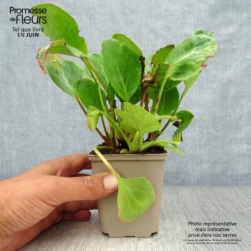 Esemplare di Bergenia Harzkristall Vasetto da 8/9 cm consegnato in estate