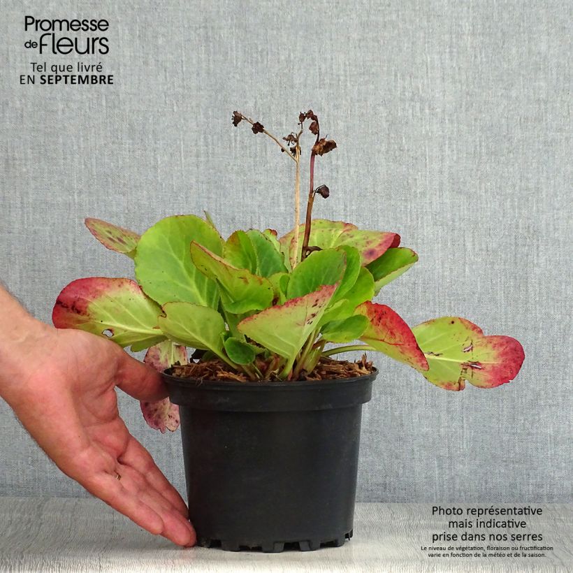 Esemplare di Bergenia Harzkristall Vaso da 2L/3L consegnato in estate