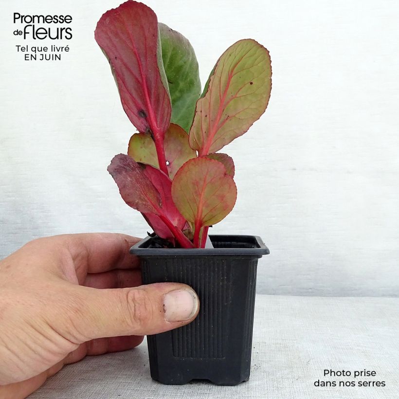 Esemplare di Bergenia purpurascens Vasetto da 8/9 cm consegnato in estate