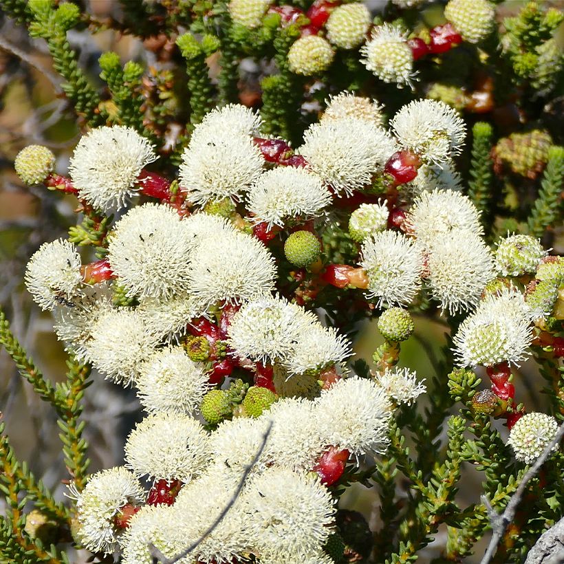 Berzelia lanuginosa (Fioritura)