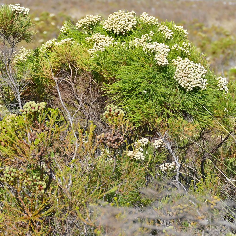 Berzelia lanuginosa (Porto)