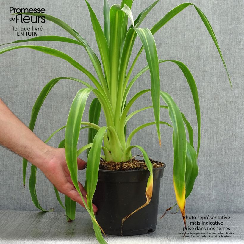 Esemplare di Beschorneria septentrionalis Vaso da 2L/3L consegnato in estate