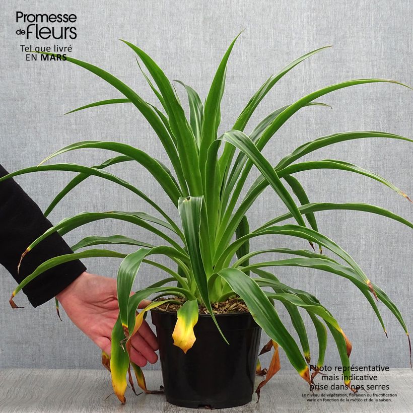 Beschorneria septentrionalis - Lis du Mexique Pot de 2L/3L esemplare consegnato in primavera
