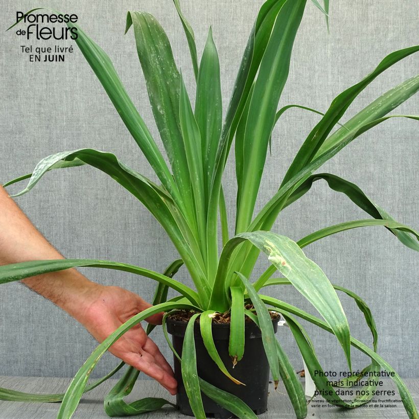 Esemplare di Beschorneria yuccoides Vaso da 2L/3L consegnato in estate