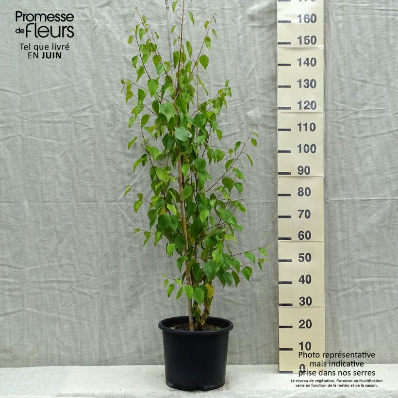 Betula ermanii Holland - Betulla Vaso da 12L/15LAltezza consegnata circa 125/150cm esemplare consegnato in primavera