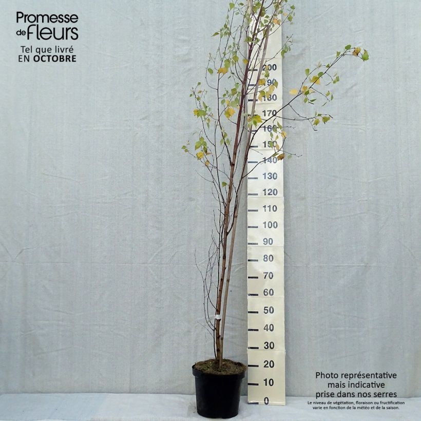 Esemplare di Betula pendula Fastigiata - Betulla bianca Vaso da 7,5L/10L come consegnato in autunno