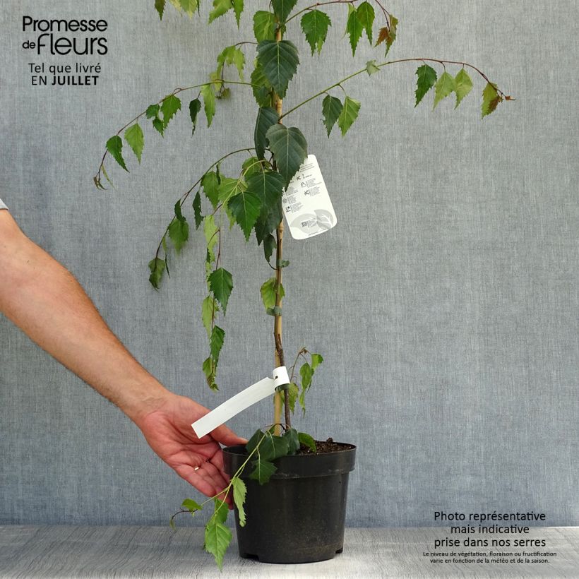 Esemplare di Betula pendula Tristis - Betulla bianca Vaso da 2L/3L consegnato in estate