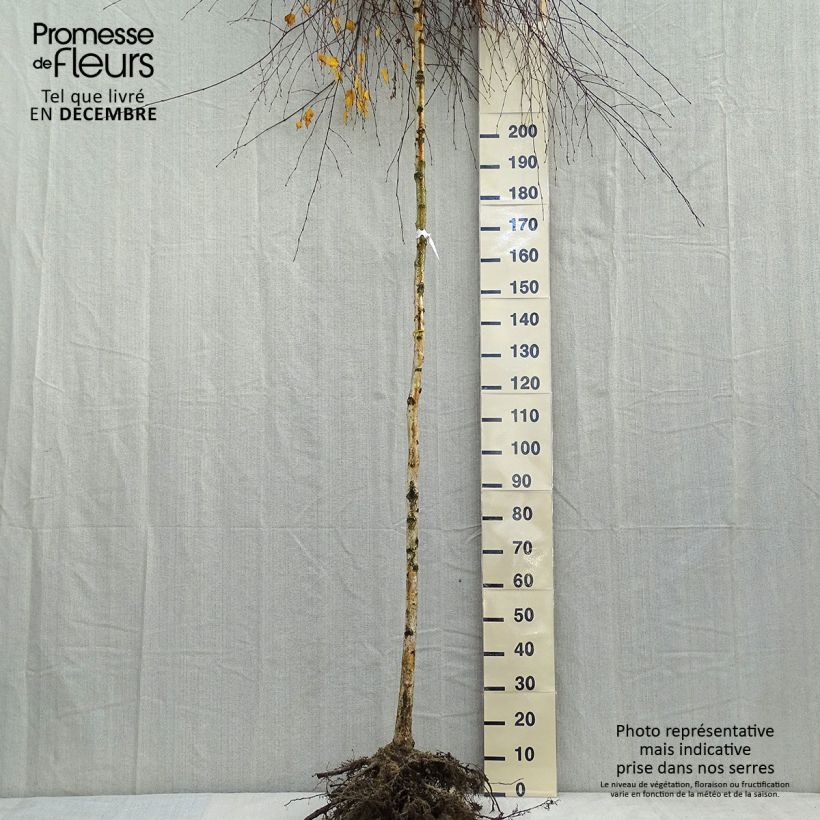 Betula pendula Youngii - Betulla bianca Piante grandi a radice nuda esemplare consegnato in inverno