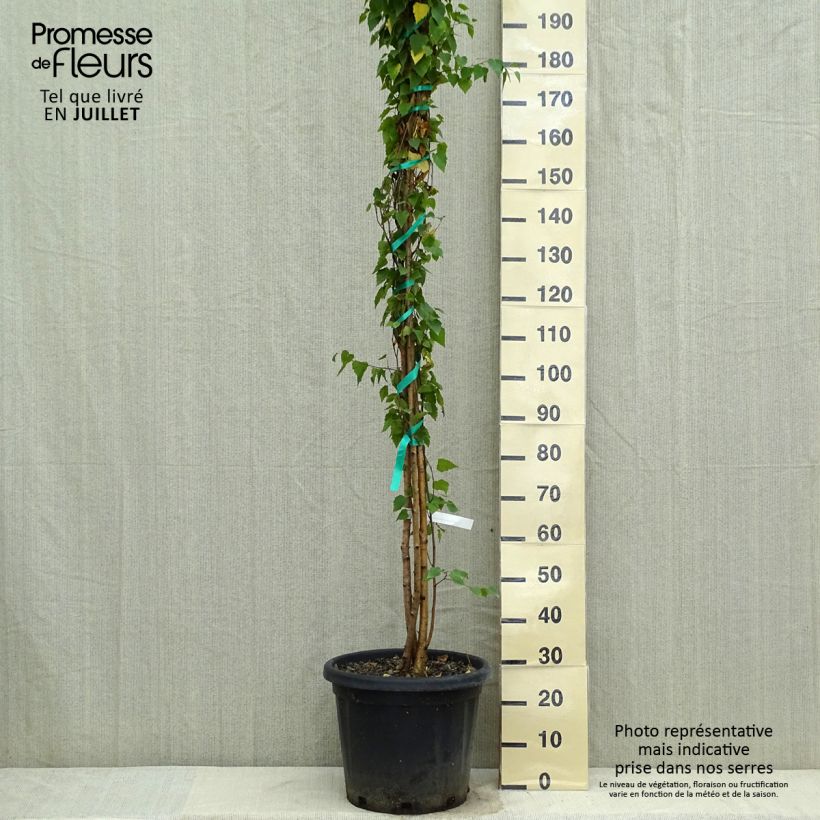 Esemplare di Betula pendula - Betulla bianca Vaso da 18L/20L consegnato in estate