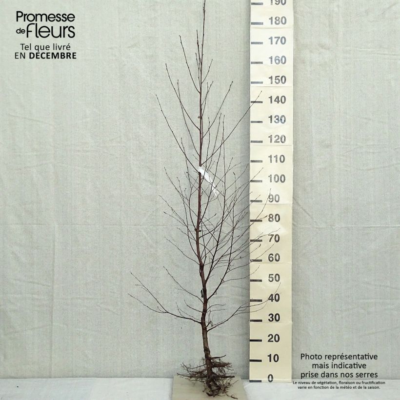 Betula pendula - Betulla bianca Piante piccole a radice nuda esemplare consegnato in inverno