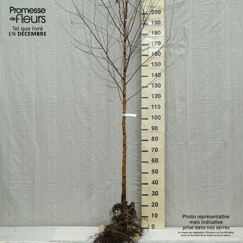 Betula pendula - Betulla bianca Piante grandi a radice nuda esemplare consegnato in inverno