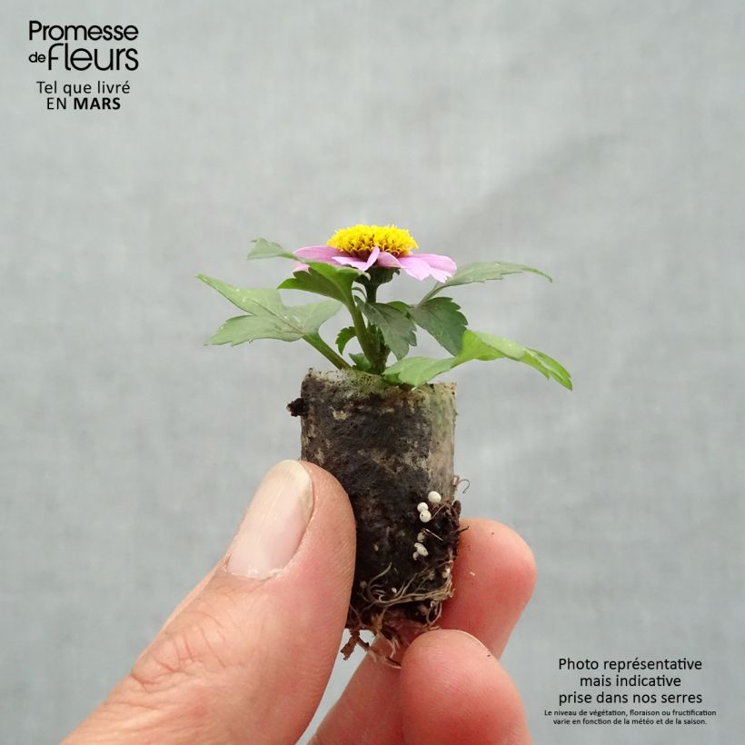 Bidens Stoplight Mini zolla Ø 1,5/2,5 cm esemplare consegnato in primavera