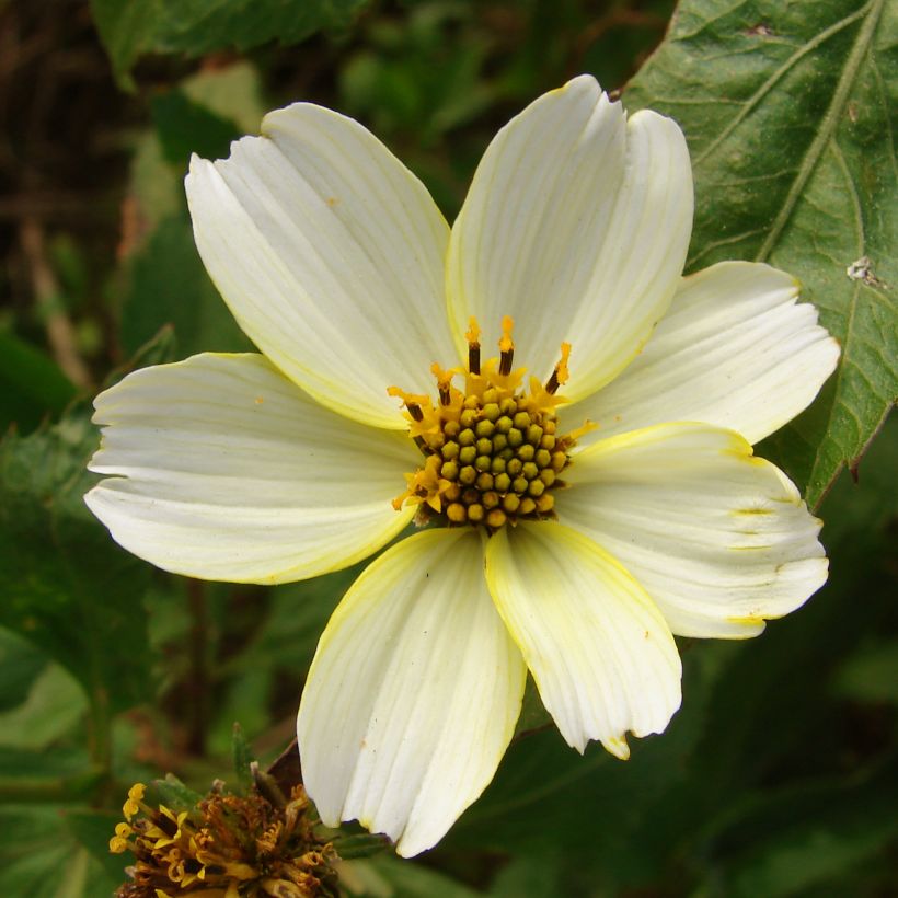 Bidens heterophylla Bidens aurea (Fioritura)