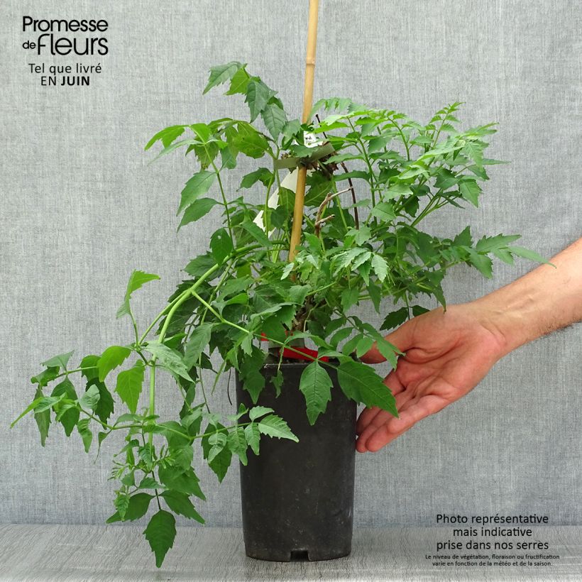Esemplare di Campsis tagliabuana Summer Jazz Fire - Bignonia Vaso da 2L/3L consegnato in estate