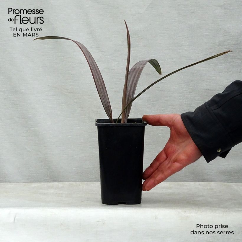 Bismarkia nobilis Vaso da Ø 12 cm / 13 cm esemplare consegnato in primavera