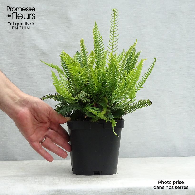 Esemplare di Blechnum spicant - Lonchite minore Vasetto da 8/9 cm consegnato in estate