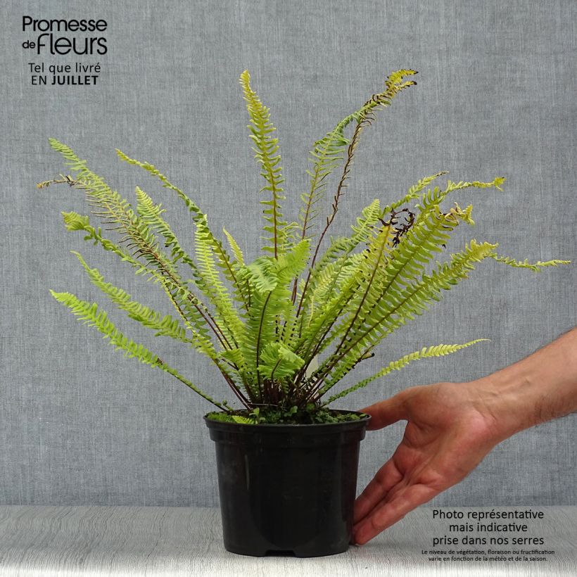 Esemplare di Blechnum spicant - Lonchite minore Vaso da 2L/3L consegnato in estate