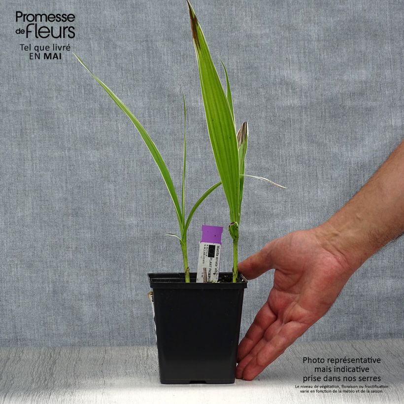 Bletilla striata Alba - Orchidée jacinthe Blanche pot de 1/1,5L esemplare consegnato in primavera