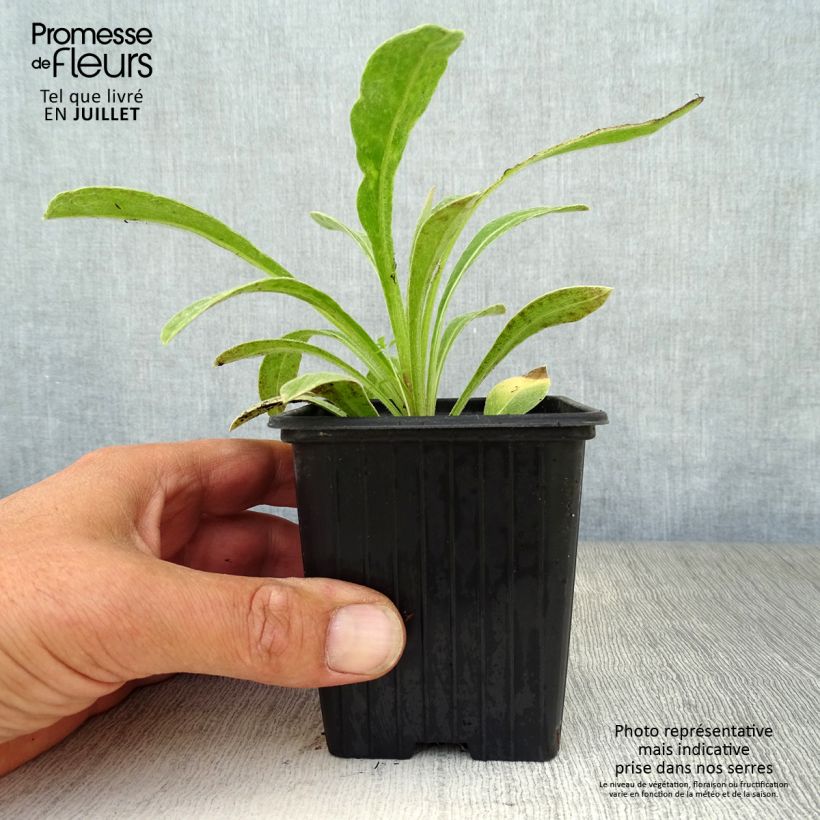 Esemplare di Centaurea montana - Fiordaliso montano Vasetto da 7/8 cm consegnato in estate