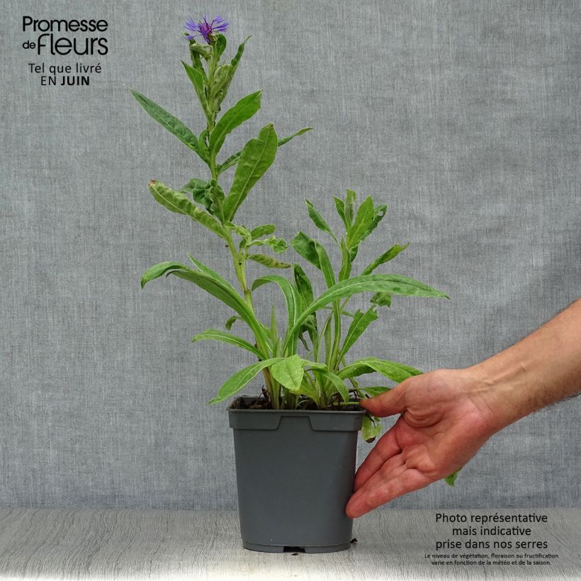 Esemplare di Centaurea montana - Fiordaliso montano Vaso da 2L/3L consegnato in estate