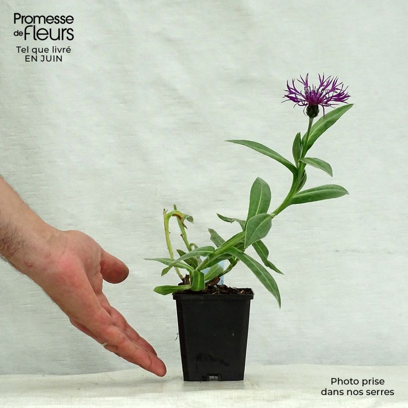 Esemplare di Centaurea montana Amethyst Dream - Fiordaliso montano Vasetto da 8/9 cm consegnato in estate