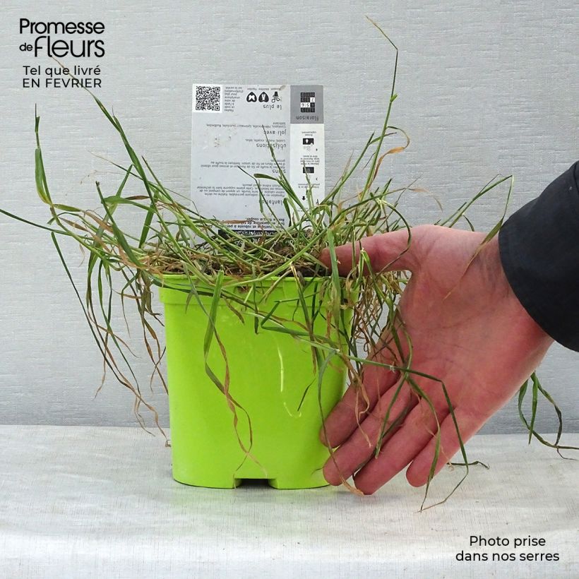 Centaurea montana Amethyst Dream - Fiordaliso montano Vaso da 2L/3L esemplare consegnato in inverno