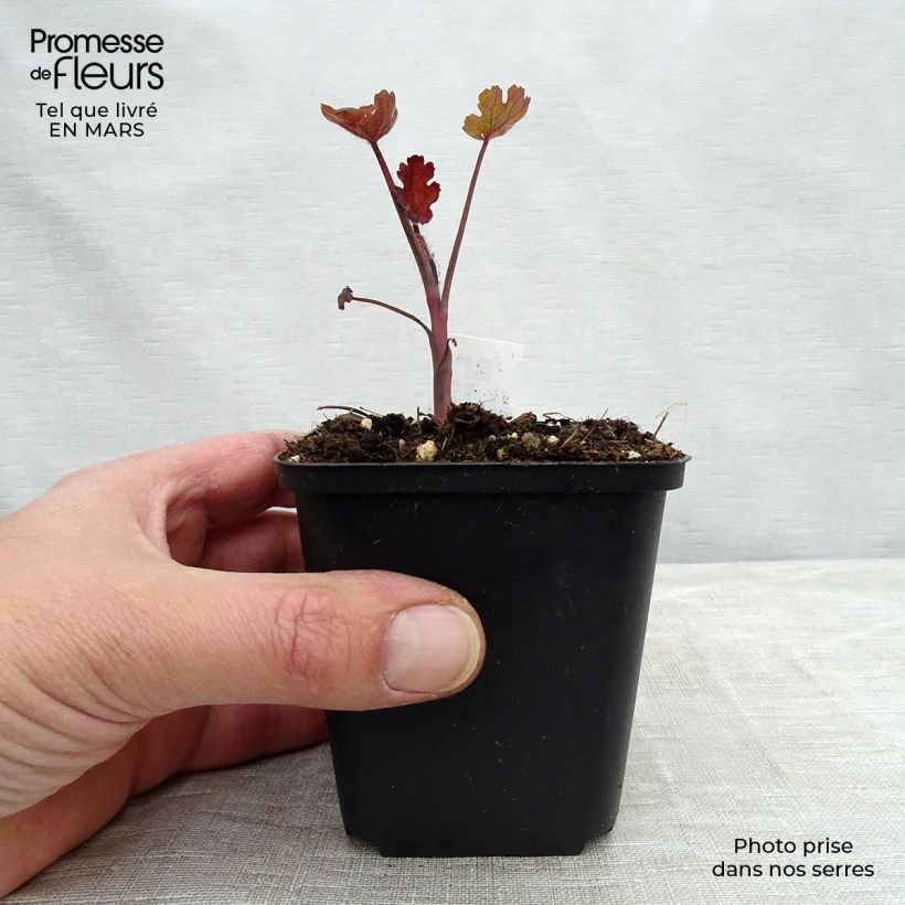 Macleaya microcarpa Spetchley Ruby Vasetto da 8/9 cm esemplare consegnato in primavera