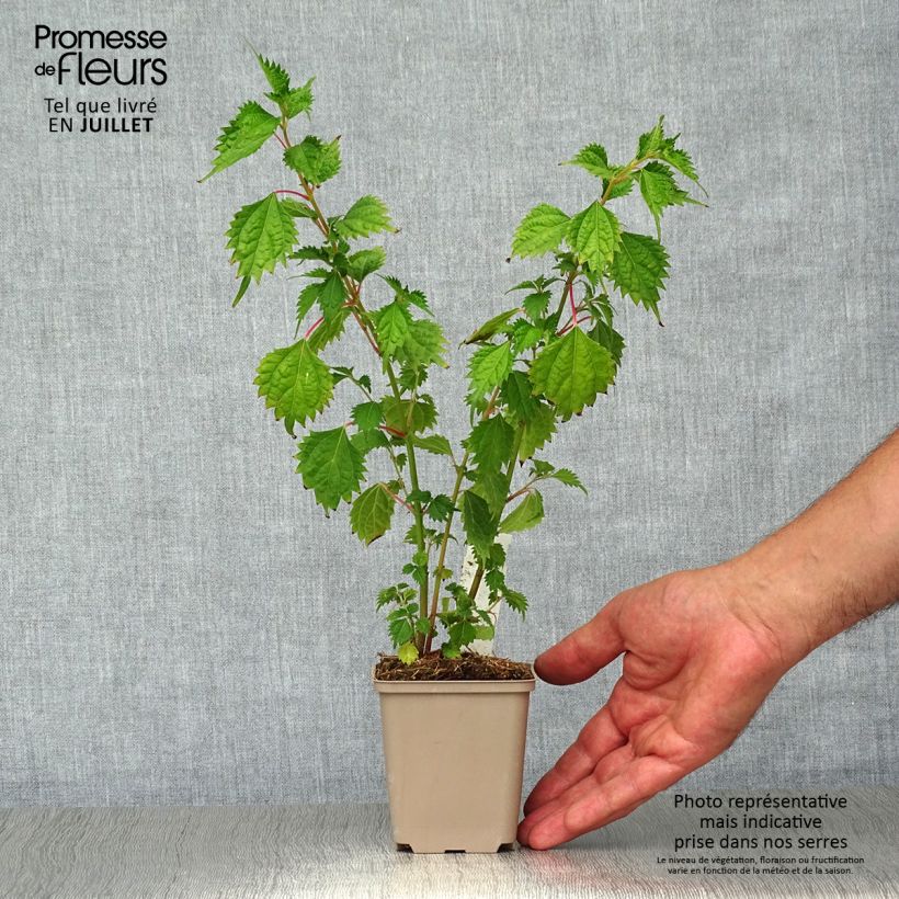 Esemplare di Boehmeria spicata Vasetto da 8/9 cm consegnato in estate