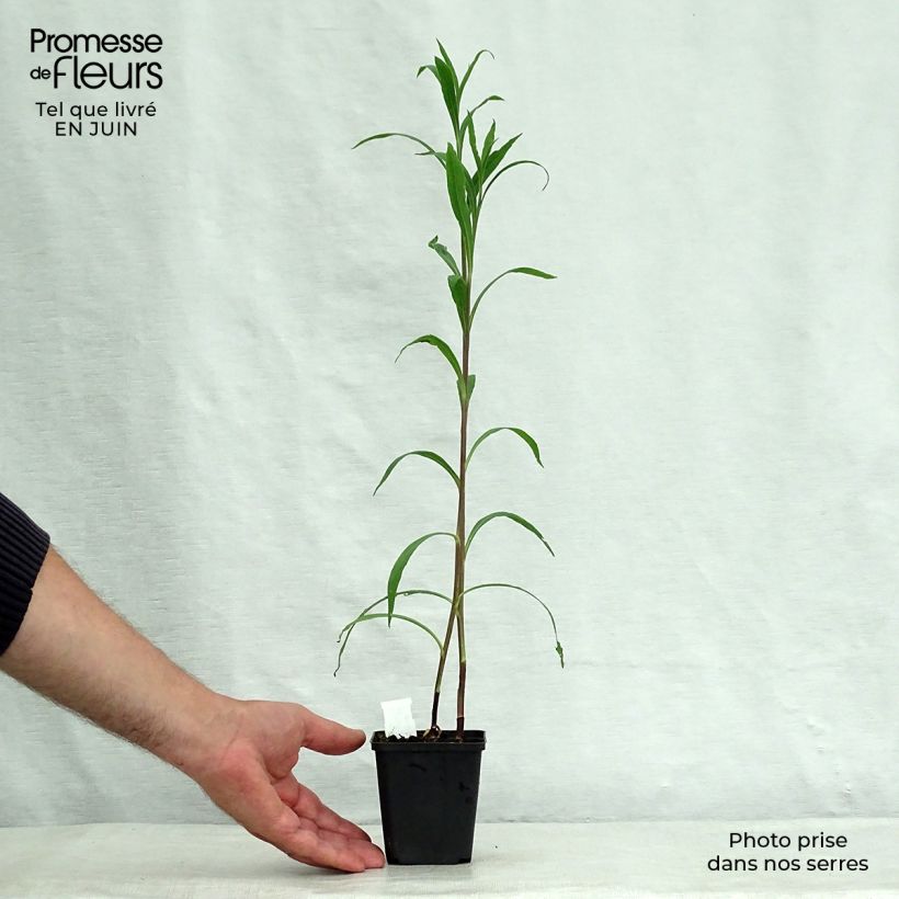 Esemplare di Boltonia asteroides Snowbank Vasetto da 8/9 cm consegnato in estate