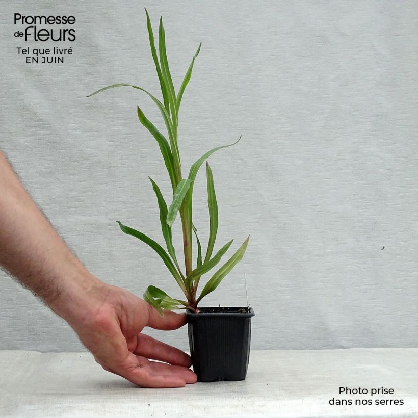 Esemplare di Boltonia asteroides Latisquama Vasetto da 8/9 cm consegnato in estate